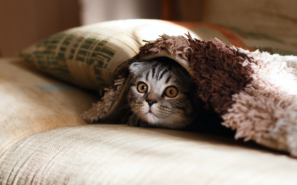 A tabby kitten peeking out from underneath a cushion. Peek is spelled P-E-E-K.